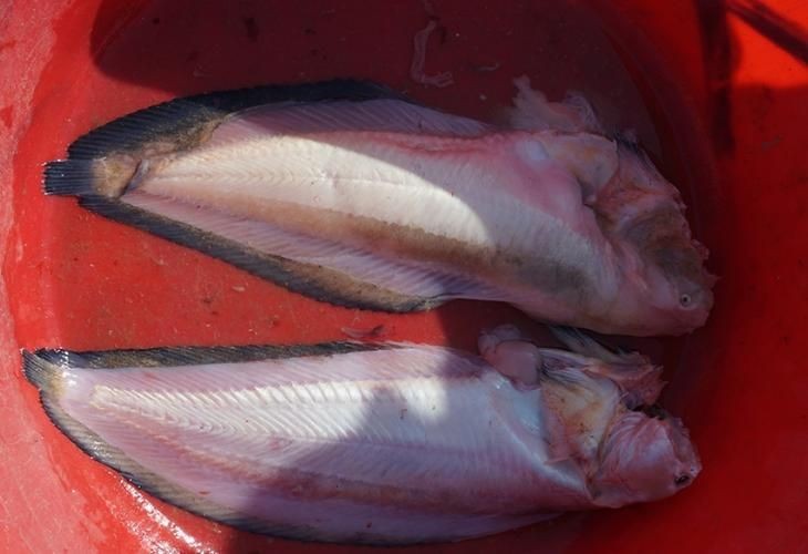 和尚頭魚圖片，高清和尚頭魚實拍圖鑒， 和尚頭魚圖片，高清和尚頭魚實拍圖鑒， 全國水族館企業名錄 第2張