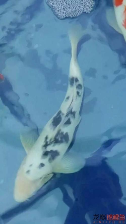 和尚頭魚圖片，高清和尚頭魚實拍圖鑒， 和尚頭魚圖片，高清和尚頭魚實拍圖鑒， 全國水族館企業名錄 第20張