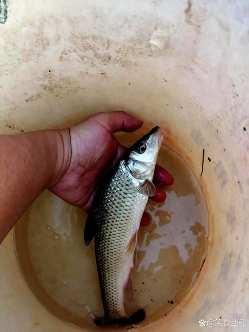 和尚頭魚圖片，高清和尚頭魚實拍圖鑒， 和尚頭魚圖片，高清和尚頭魚實拍圖鑒， 全國水族館企業名錄 第8張