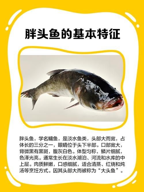 和尚頭魚圖片，高清和尚頭魚實拍圖鑒， 和尚頭魚圖片，高清和尚頭魚實拍圖鑒， 全國水族館企業名錄 第12張