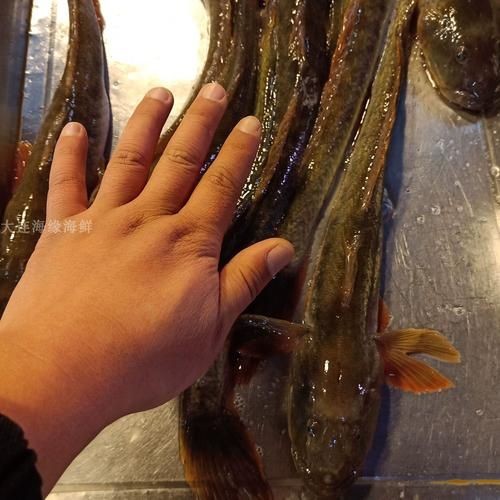 和尚頭魚圖片，高清和尚頭魚實拍圖鑒， 和尚頭魚圖片，高清和尚頭魚實拍圖鑒， 全國水族館企業名錄 第14張