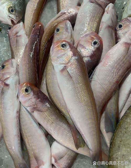 和尚頭魚圖片，高清和尚頭魚實拍圖鑒， 和尚頭魚圖片，高清和尚頭魚實拍圖鑒， 全國水族館企業名錄 第1張