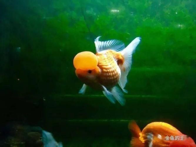 和尚頭魚圖片，高清和尚頭魚實拍圖鑒， 和尚頭魚圖片，高清和尚頭魚實拍圖鑒， 全國水族館企業名錄 第24張