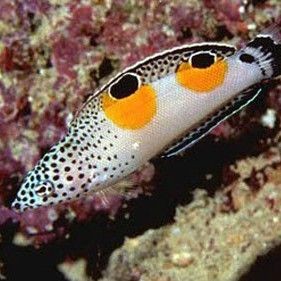 和尚頭魚圖片，高清和尚頭魚實拍圖鑒， 和尚頭魚圖片，高清和尚頭魚實拍圖鑒， 全國水族館企業名錄 第28張