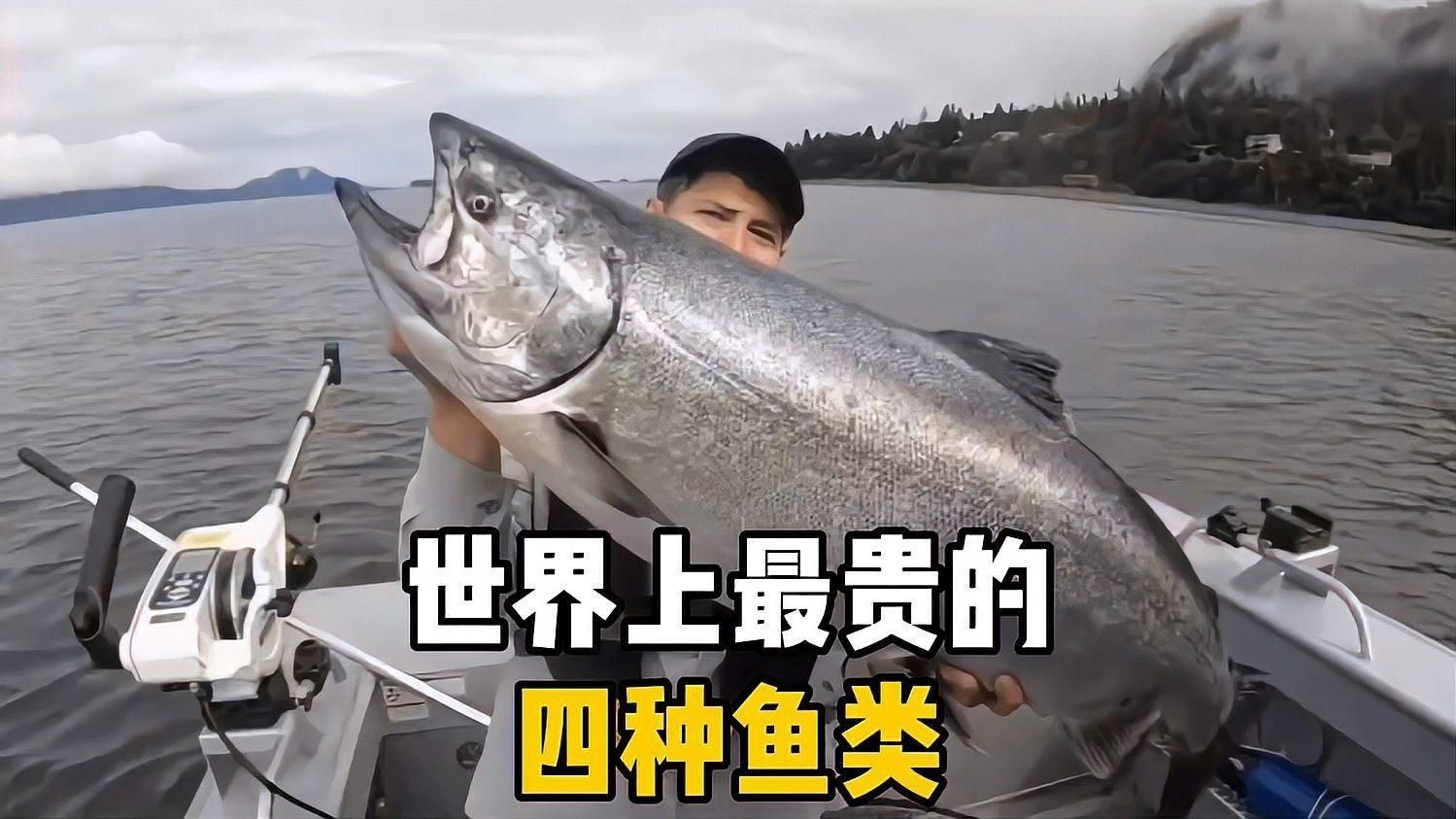 世界上最貴的魚排名，盤點全球