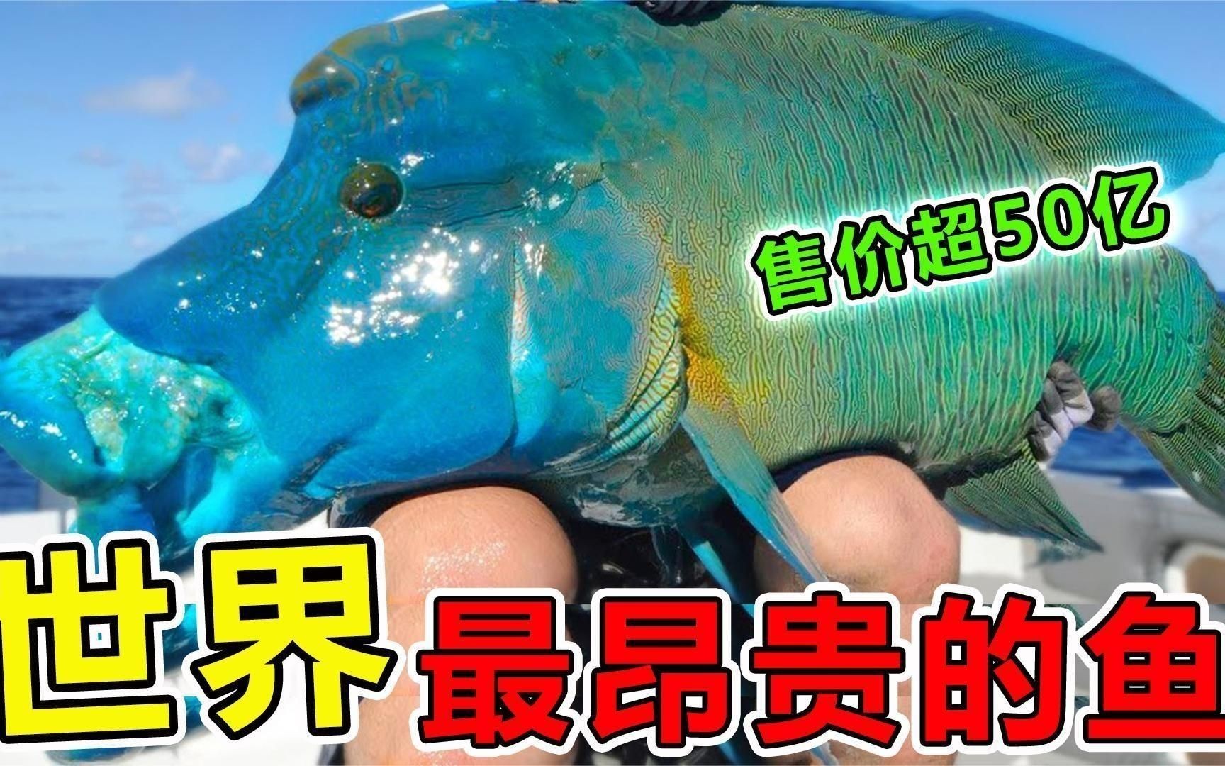 世界上最貴的魚排名，盤點全球