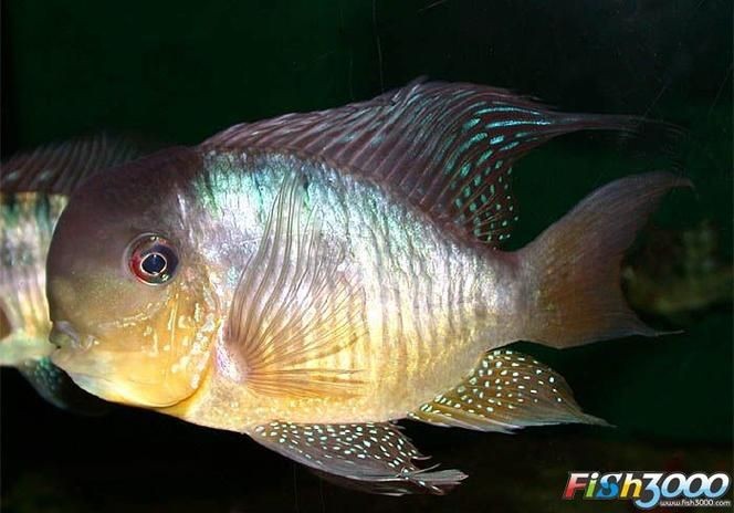 海和尚魚照片大全，海和尚魚高清實(shí)拍圖集，形態(tài)特征與生態(tài)影像全覽