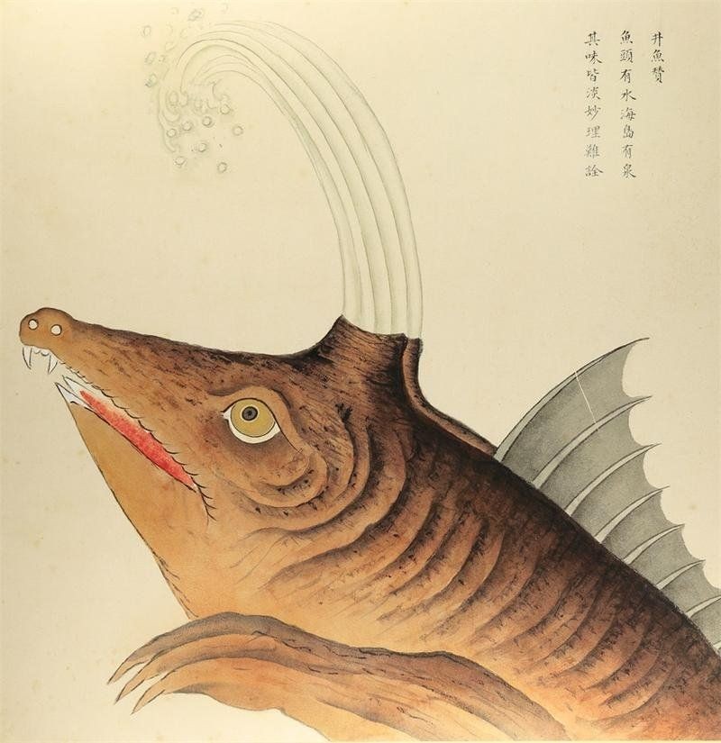 海和尚魚照片大全，海和尚魚高清實(shí)拍圖集，形態(tài)特征與生態(tài)影像全覽