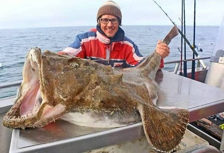 海和尚魚照片大全，海和尚魚高清實(shí)拍圖集，形態(tài)特征與生態(tài)影像全覽