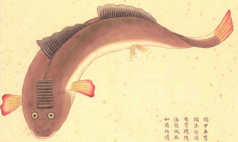 海和尚魚照片大全，海和尚魚高清實(shí)拍圖集，形態(tài)特征與生態(tài)影像全覽