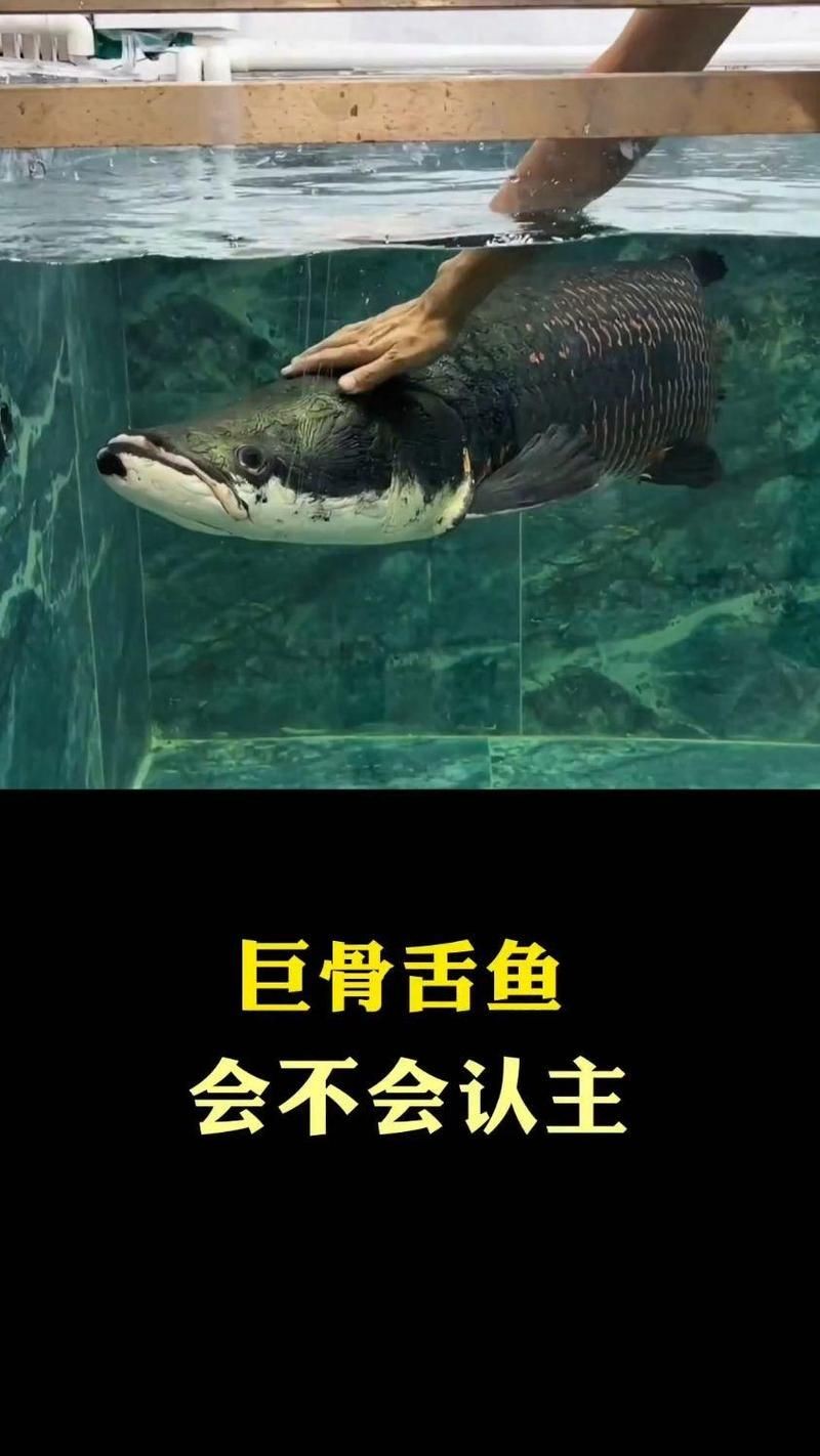 巨骨舌魚認主人嗎，揭秘！巨骨舌魚真的能認主人
