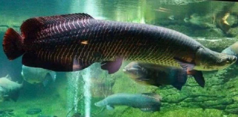 巨骨舌魚認主人嗎，揭秘！巨骨舌魚真的能認主人