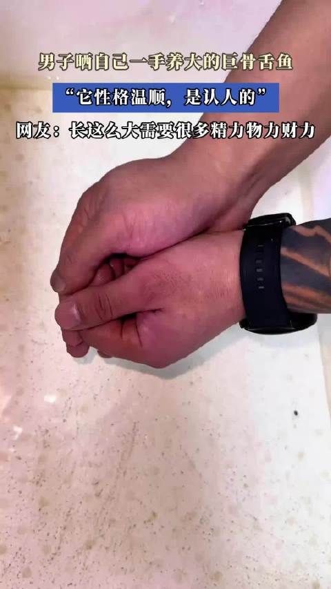 巨骨舌魚認主人嗎，揭秘！巨骨舌魚真的能認主人