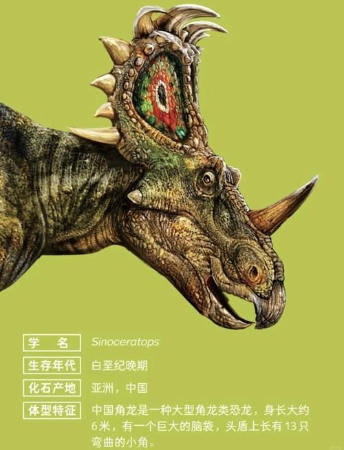 四角龍圖片，高清震撼！神秘四角龍珍貴圖片大賞