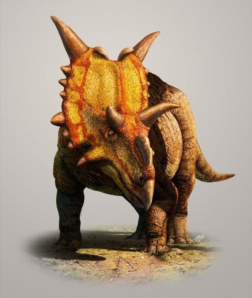 四角龍圖片，高清震撼！神秘四角龍珍貴圖片大賞