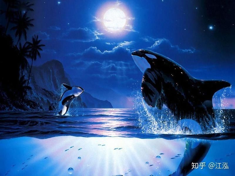 海老虎魚和虎鯨的區(qū)別，海老虎魚VS虎鯨，外形習(xí)性