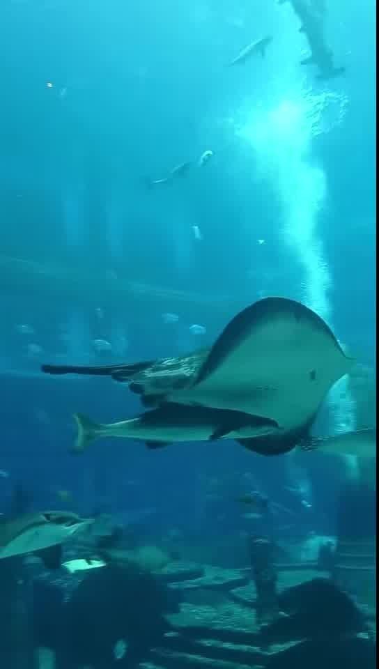南寧水族店，??南寧人氣水族店推薦｜精品觀賞魚·專業造景·一站式配