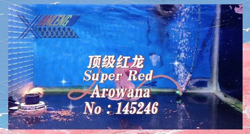 紅龍魚吃小魚好嗎，紅龍魚投喂小魚是否適宜？科學喂養