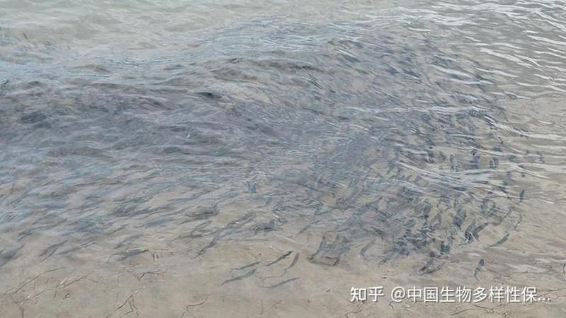 海象為什么不吃魚的原因，揭秘海象拒食魚類背后的生存