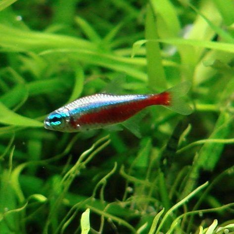 海象魚和巨骨舌魚的區別，海象魚VS巨骨舌魚 海象魚和巨骨舌魚的區別，海象魚VS巨骨舌魚 龍魚論壇 第6張