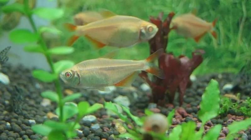 海象魚和巨骨舌魚的區別，海象魚VS巨骨舌魚 海象魚和巨骨舌魚的區別，海象魚VS巨骨舌魚 龍魚論壇 第8張