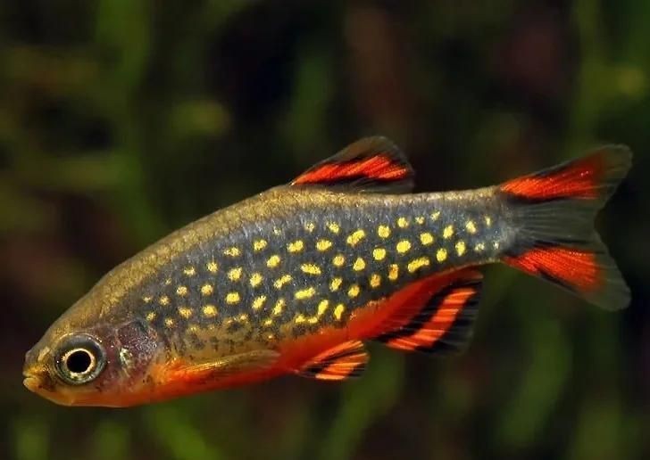 海象魚和巨骨舌魚的區別，海象魚VS巨骨舌魚 海象魚和巨骨舌魚的區別，海象魚VS巨骨舌魚 龍魚論壇 第3張