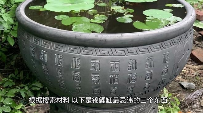 白錦鯉身體發(fā)紅最怕三個(gè)東西，揭秘白錦鯉體色發(fā)紅背后的