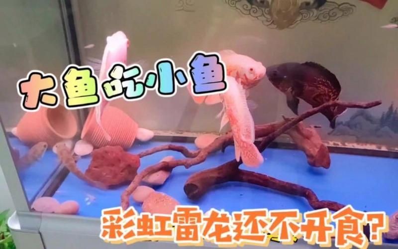彩虹雷龍魚是趴缸王嗎，深度解析，彩虹雷龍魚是否實至名歸的趴 彩虹雷龍魚是趴缸王嗎，深度解析，彩虹雷龍魚是否實至名歸的趴 龍魚百科 第3張