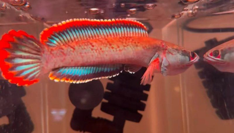 彩虹雷龍魚是趴缸王嗎，深度解析，彩虹雷龍魚是否實至名歸的趴 彩虹雷龍魚是趴缸王嗎，深度解析，彩虹雷龍魚是否實至名歸的趴 龍魚百科 第1張