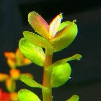 彩虹雷龍魚是趴缸王嗎，深度解析，彩虹雷龍魚是否實至名歸的趴 彩虹雷龍魚是趴缸王嗎，深度解析，彩虹雷龍魚是否實至名歸的趴 龍魚百科 第10張