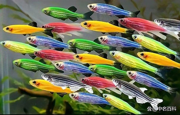 海象魚吃孔雀魚嗎，海象魚與孔雀魚共存之謎，究竟會不會捕食