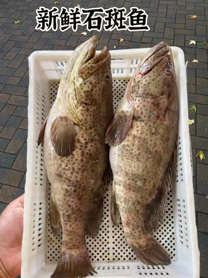 廣西斑魚(yú)圖片，廣西斑魚(yú)高清實(shí)拍圖——展現(xiàn)