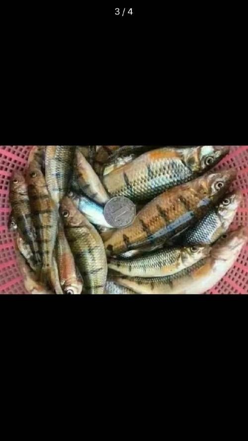 廣西斑魚(yú)圖片，廣西斑魚(yú)高清實(shí)拍圖——展現(xiàn)
