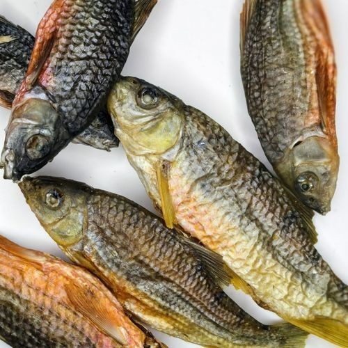 廣西斑魚(yú)圖片，廣西斑魚(yú)高清實(shí)拍圖——展現(xiàn)