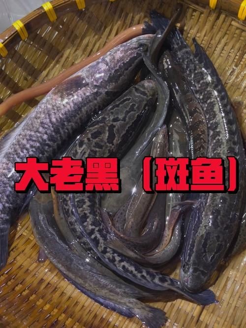 廣西斑魚(yú)圖片，廣西斑魚(yú)高清實(shí)拍圖——展現(xiàn)