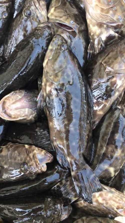 廣西斑魚(yú)圖片，廣西斑魚(yú)高清實(shí)拍圖——展現(xiàn)