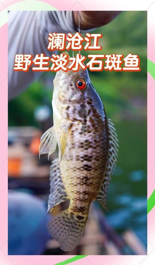 廣西斑魚(yú)圖片，廣西斑魚(yú)高清實(shí)拍圖——展現(xiàn)