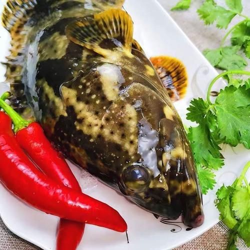 廣西斑魚(yú)圖片，廣西斑魚(yú)高清實(shí)拍圖——展現(xiàn)