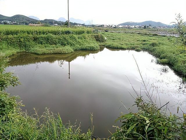 廣西斑魚(yú)圖片，廣西斑魚(yú)高清實(shí)拍圖——展現(xiàn)