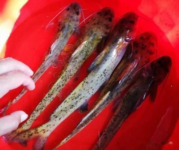 廣西斑魚(yú)圖片，廣西斑魚(yú)高清實(shí)拍圖——展現(xiàn)