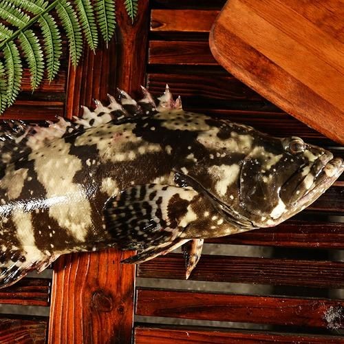 廣西斑魚(yú)圖片，廣西斑魚(yú)高清實(shí)拍圖——展現(xiàn)