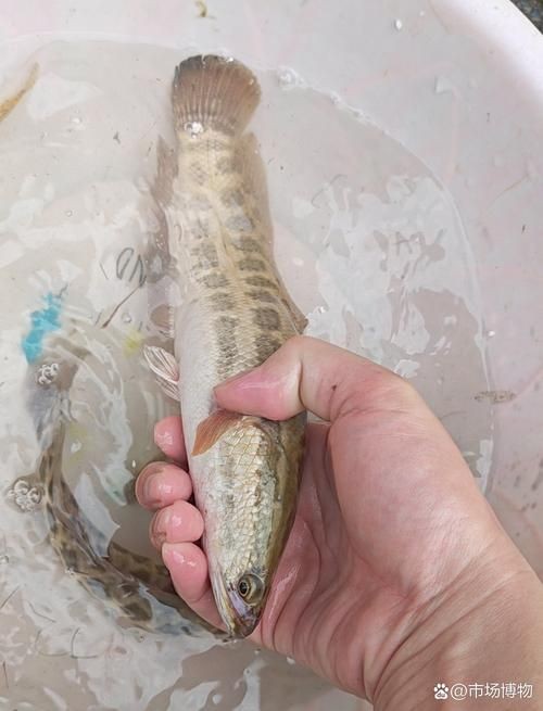 廣西斑魚(yú)圖片，廣西斑魚(yú)高清實(shí)拍圖——展現(xiàn)