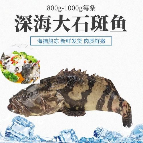 廣西斑魚(yú)圖片，廣西斑魚(yú)高清實(shí)拍圖——展現(xiàn)