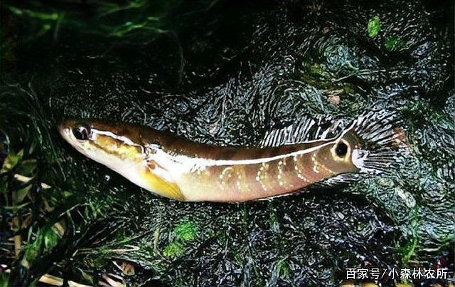 廣西斑魚(yú)圖片，廣西斑魚(yú)高清實(shí)拍圖——展現(xiàn)