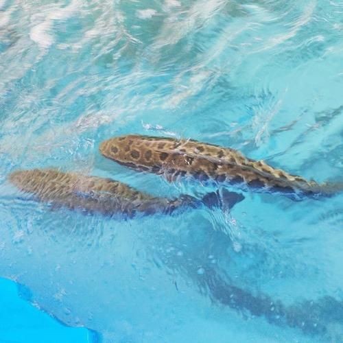 廣西斑魚(yú)圖片，廣西斑魚(yú)高清實(shí)拍圖——展現(xiàn)