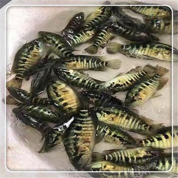 廣西斑魚(yú)圖片，廣西斑魚(yú)高清實(shí)拍圖——展現(xiàn)