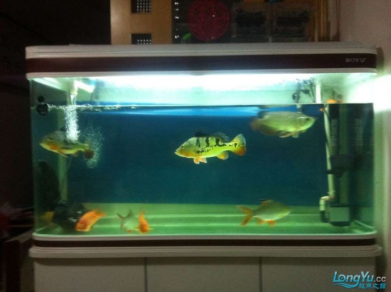 和興超神龍魚，和興超神龍魚，驚艷登場，開啟觀賞魚界