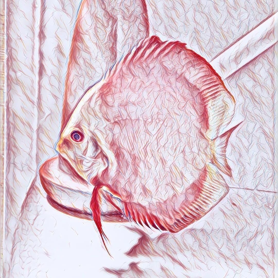 孔雀魚最簡單的養法,零基礎也能輕松上手!孔雀魚超 龍魚百科 第4張 孔雀魚最簡單的養法,零基礎也能輕松上手!孔雀魚超 孔雀魚最簡單的養法,零基礎也能輕松上手!孔雀魚超 龍魚百科 第4張