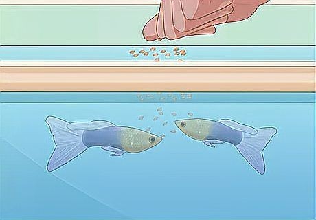 孔雀魚最簡單的養法,零基礎也能輕松上手!孔雀魚超 龍魚百科 第9張 孔雀魚最簡單的養法,零基礎也能輕松上手!孔雀魚超 孔雀魚最簡單的養法,零基礎也能輕松上手!孔雀魚超 龍魚百科 第9張