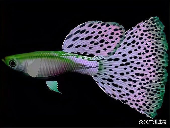 孔雀魚最簡單的養法,零基礎也能輕松上手!孔雀魚超 龍魚百科 第5張 孔雀魚最簡單的養法,零基礎也能輕松上手!孔雀魚超 孔雀魚最簡單的養法,零基礎也能輕松上手!孔雀魚超 龍魚百科 第5張